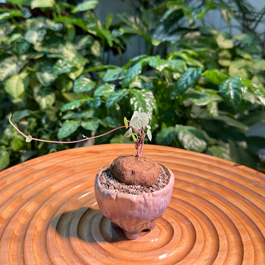 Stephania Erecta Red Stem in Designer Pot