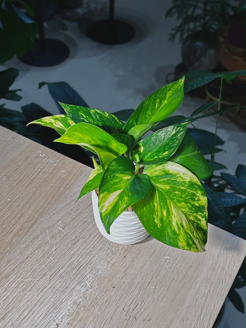 Golden Pothos (绿萝) Epipremnum Aureum in White Textured Wave Ceramic Pot
