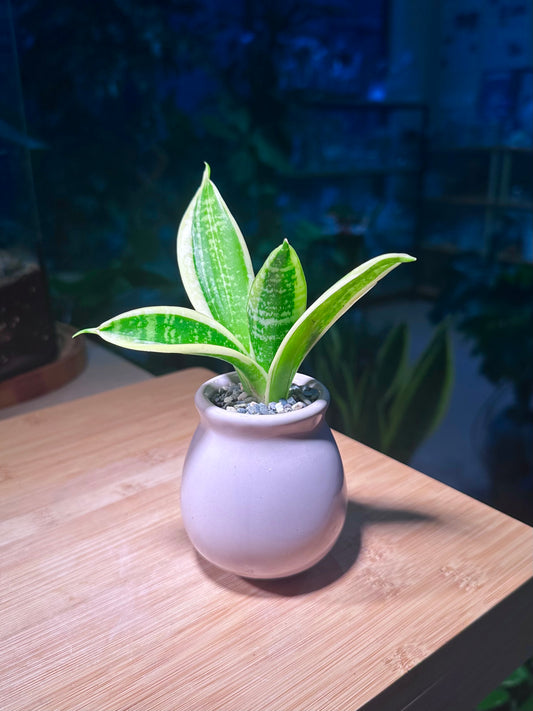 Snake Plant (虎尾兰) in Light Purple Ceramic Pot