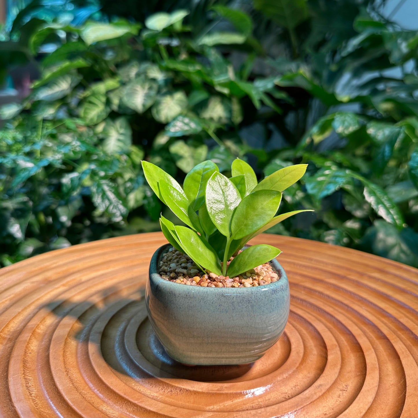 ZZ Plant in Green Ceramic Pot