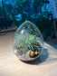 Airplant in Eggette Glass (S)
