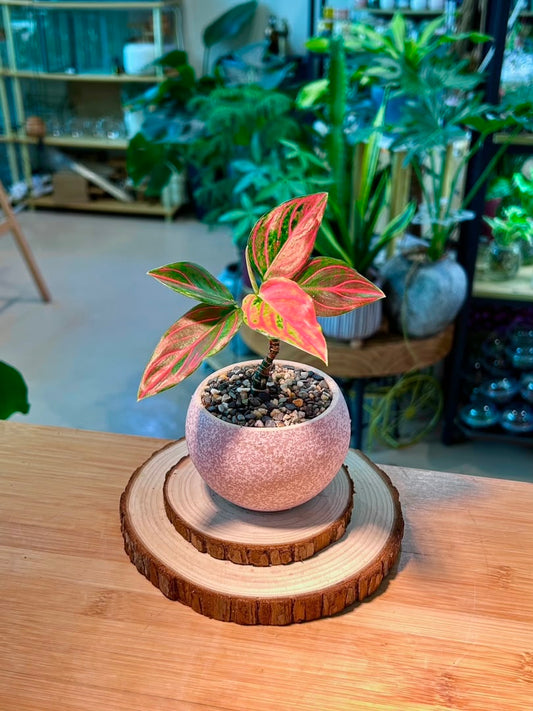 Chinese Evergreen (万年青) Aglaonema Red in Pink Textured Ceramic Pot