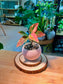 Chinese Evergreen (万年青) Aglaonema Red in Pink Textured Ceramic Pot