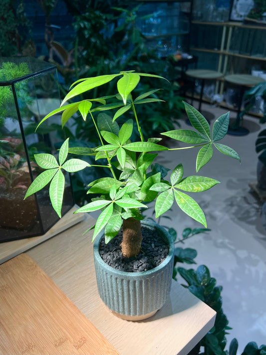 Pachira (发财树) in Sea Blue Ceramic Pot