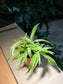 Plastic Pot - Spider Plant