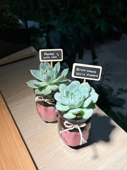 Mini Succulent Door Gift in Pudding Jar