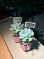 Mini Succulent Door Gift in Pudding Jar