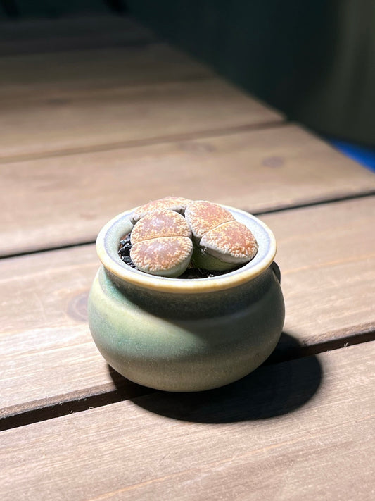 Lithops in Pale Green Ceramic Pot