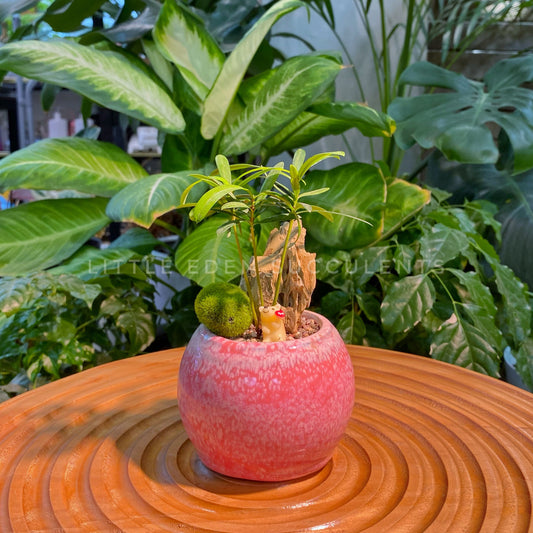 Podocarpus Nagi in Pink Glazed Ceramic Designer Pot