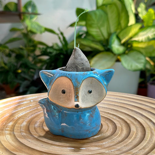 Stephania in Blue Foxy Pot