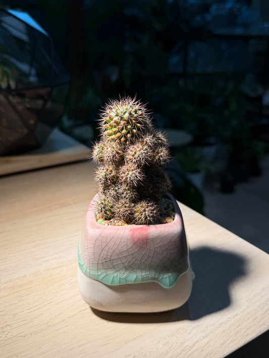 Mammillaria Cactus in Bicolor Ceramic Pot
