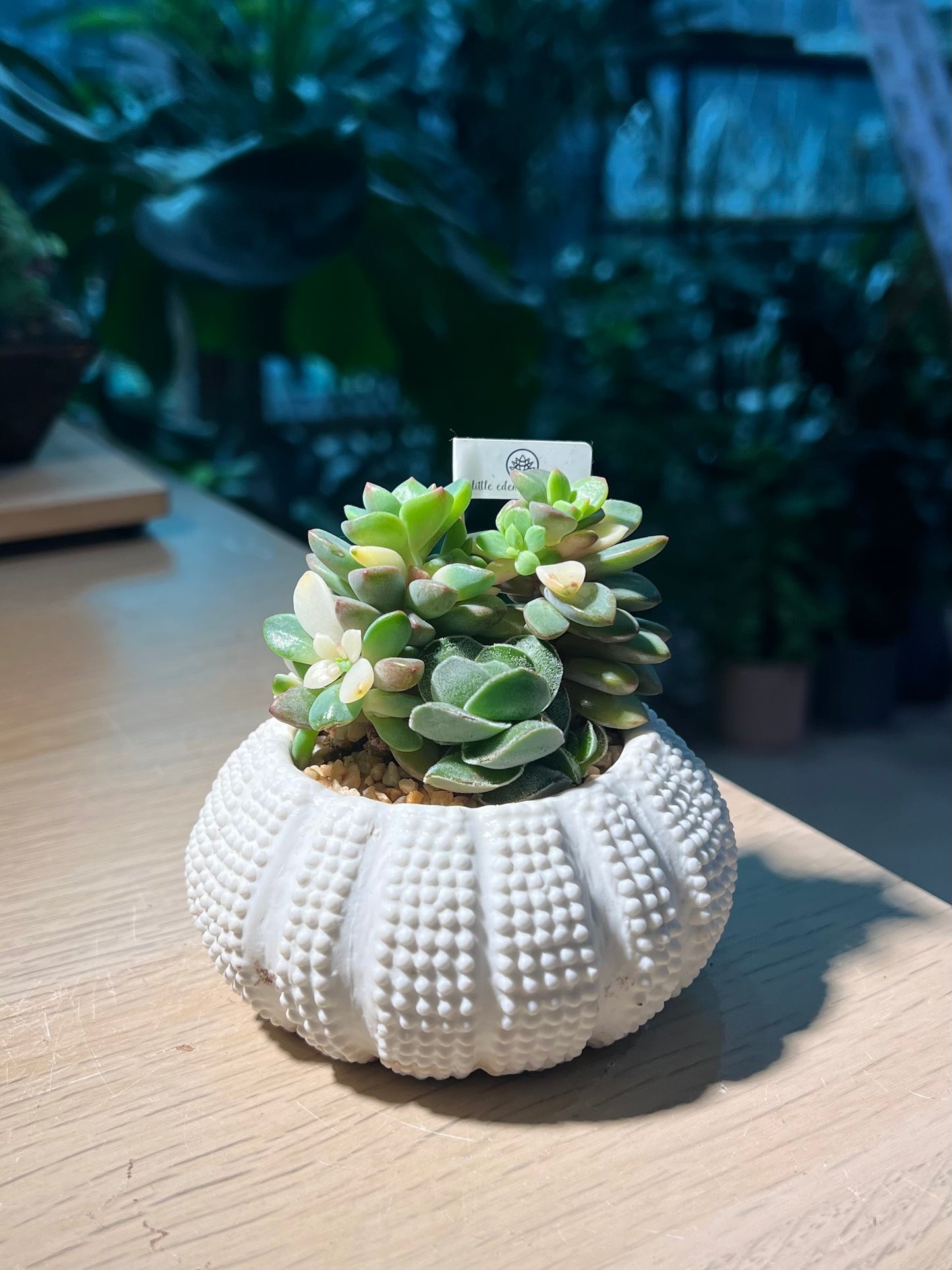 Succulent Arrangement in Seashell Pot