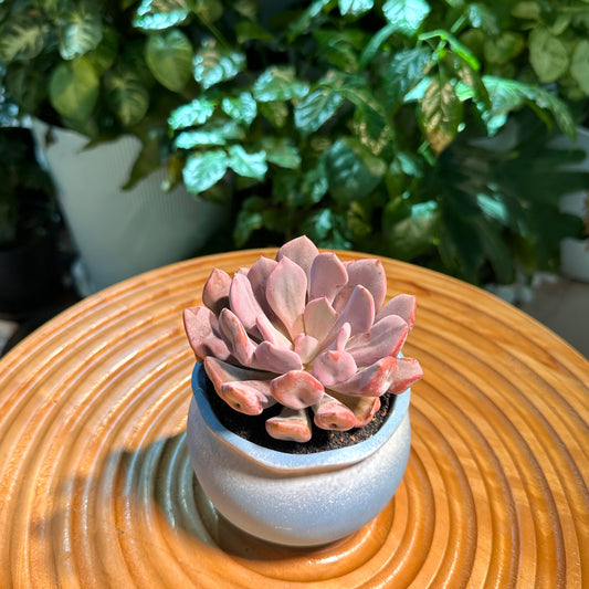 Echeveria Cupid in White and Blue Designer Pot