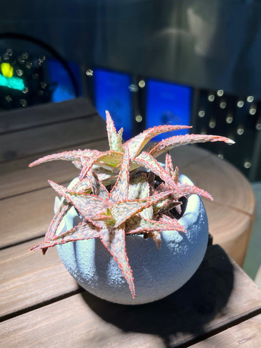 Aloe Pink Blush in Sea Blue Claypot