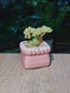 Sedum Clavatum (多肉植物) Succulent in Pink Glazed Square Ceramic Pot