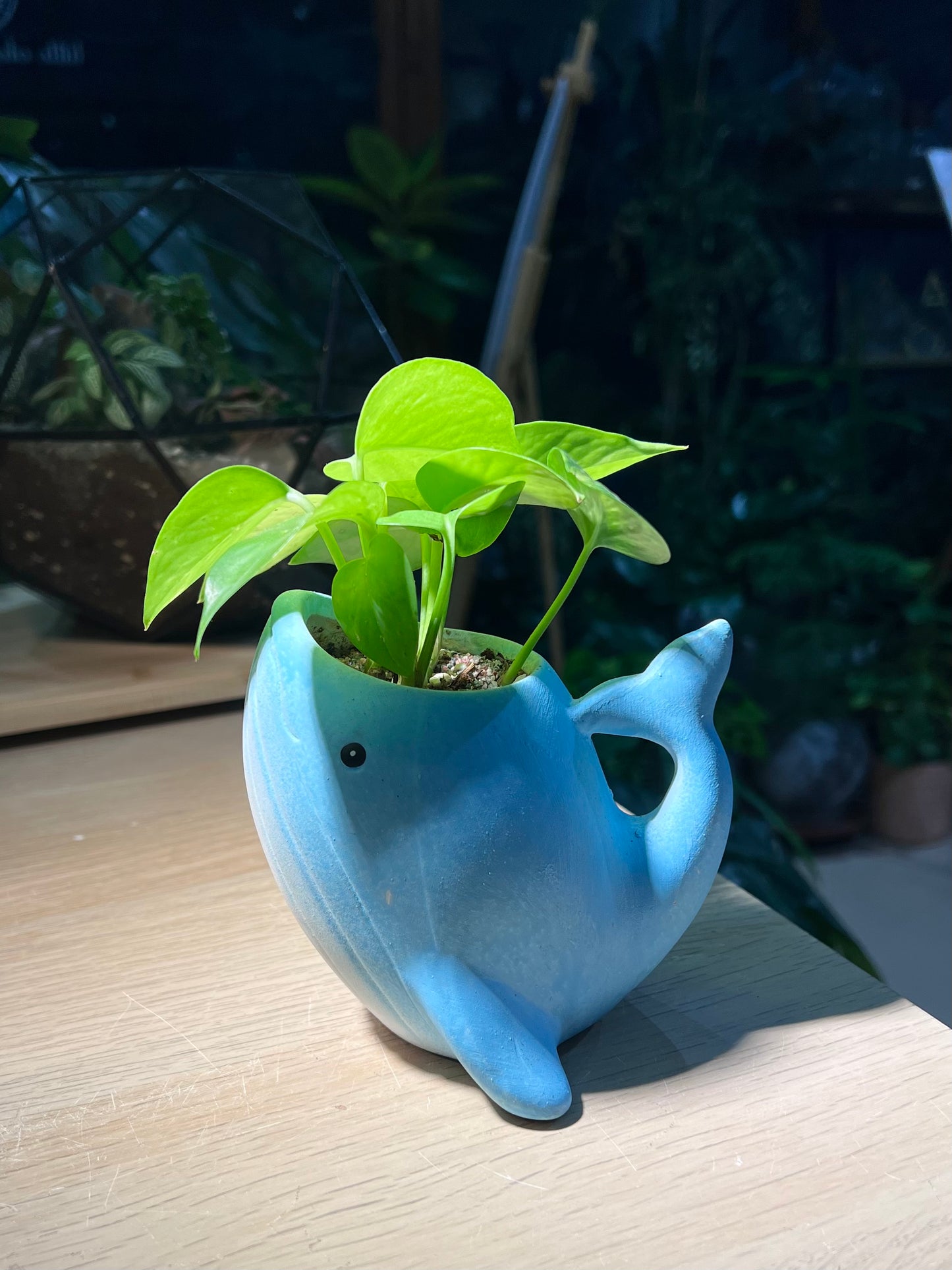 Money Plant (Epipremnum Aureum) in Whale Animal Ceramic Pot
