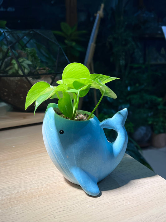 Money Plant (Epipremnum Aureum) in Whale Animal Ceramic Pot