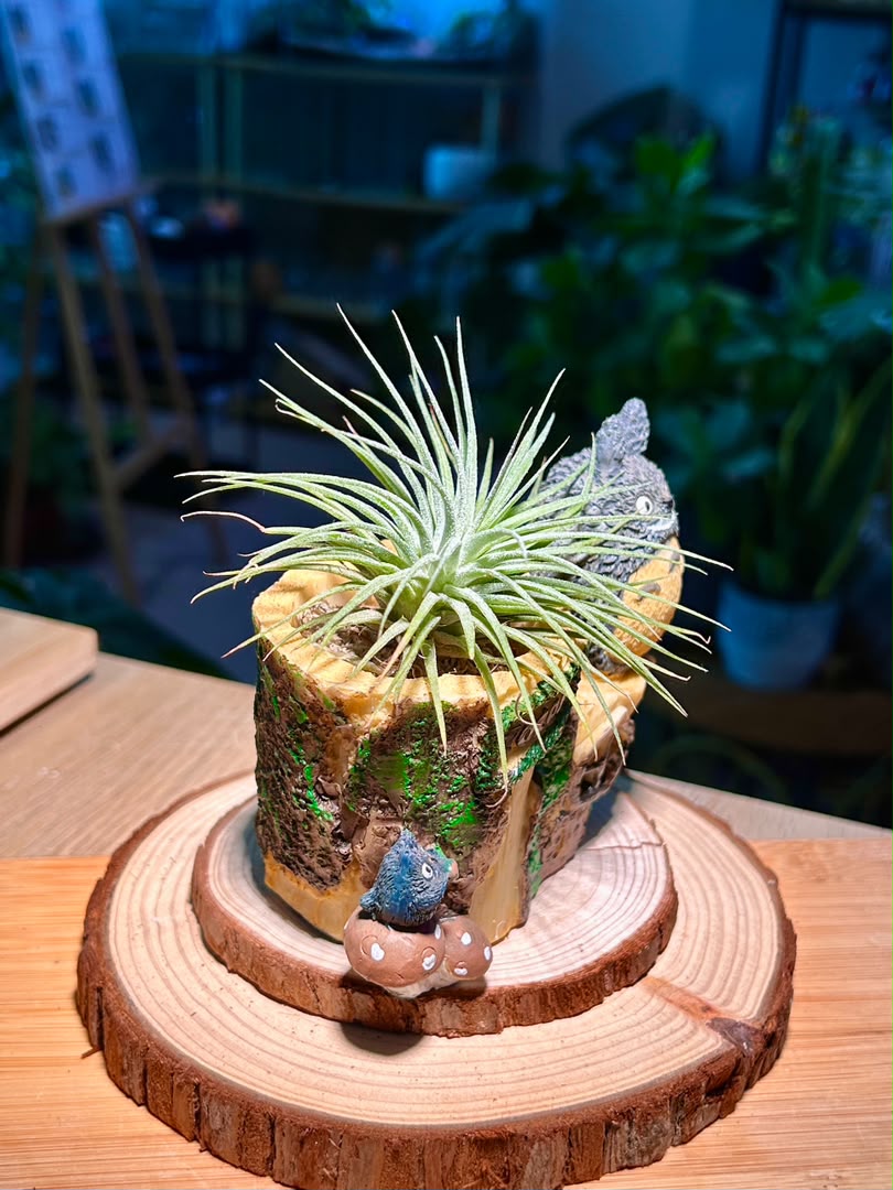 Airplant on Totoro Resting Pot