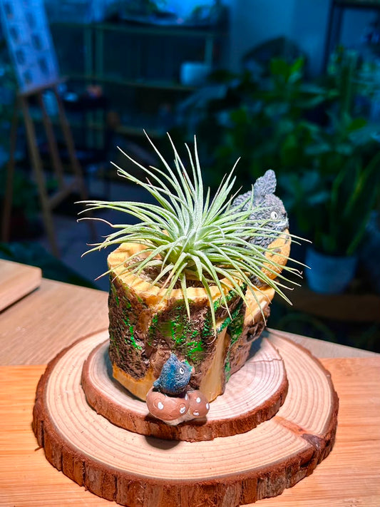 Airplant on Totoro Resting Pot