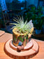 Airplant on Totoro Resting Pot