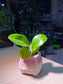 Peperomia in Bicolor Ceramic Pot
