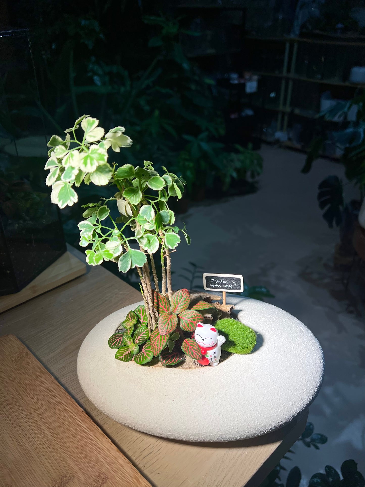 Fittonia and Polyscias Bonsai (Indoor Plant) Arrangement in White Stone Faux Pot