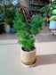 Asparagus Retrofractus (蓬莱松) in Beige Ceramic Pot