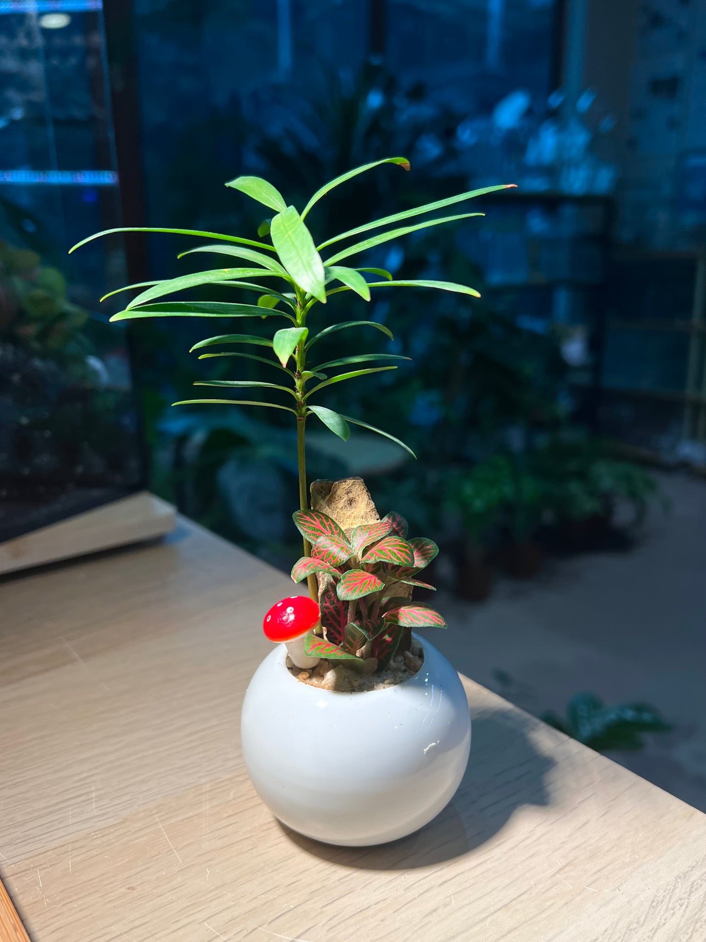 Fittonia and Podocarpus (罗汉松) Arrangement in Small Round Pot