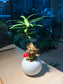 Fittonia and Podocarpus (罗汉松) Arrangement in Small Round Pot