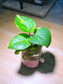 Golden Pothos in Pudding Jar
