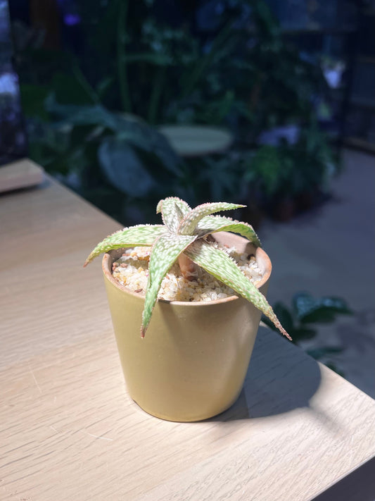 Aloe Paul Hutchison in Yellowish Pot