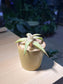 Aloe Paul Hutchison in Yellowish Pot