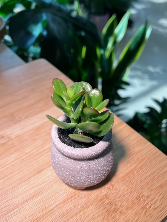 Jade Plant in Purple Ceramic Pot