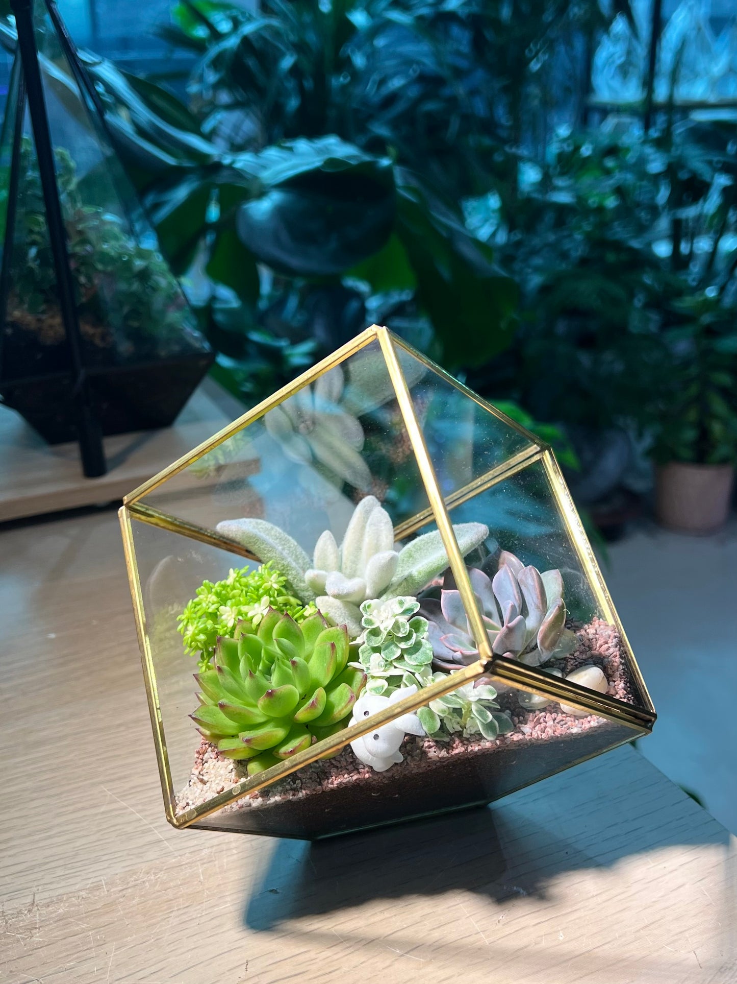 Succulent Terrarium in Cubical Glass