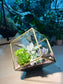 Succulent Terrarium in Cubical Glass