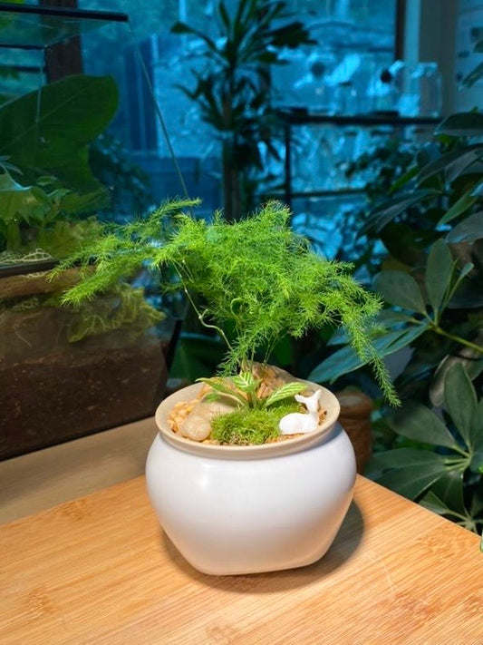Asparagus Fern with Moss Arrangement in Round Ceramic Pot