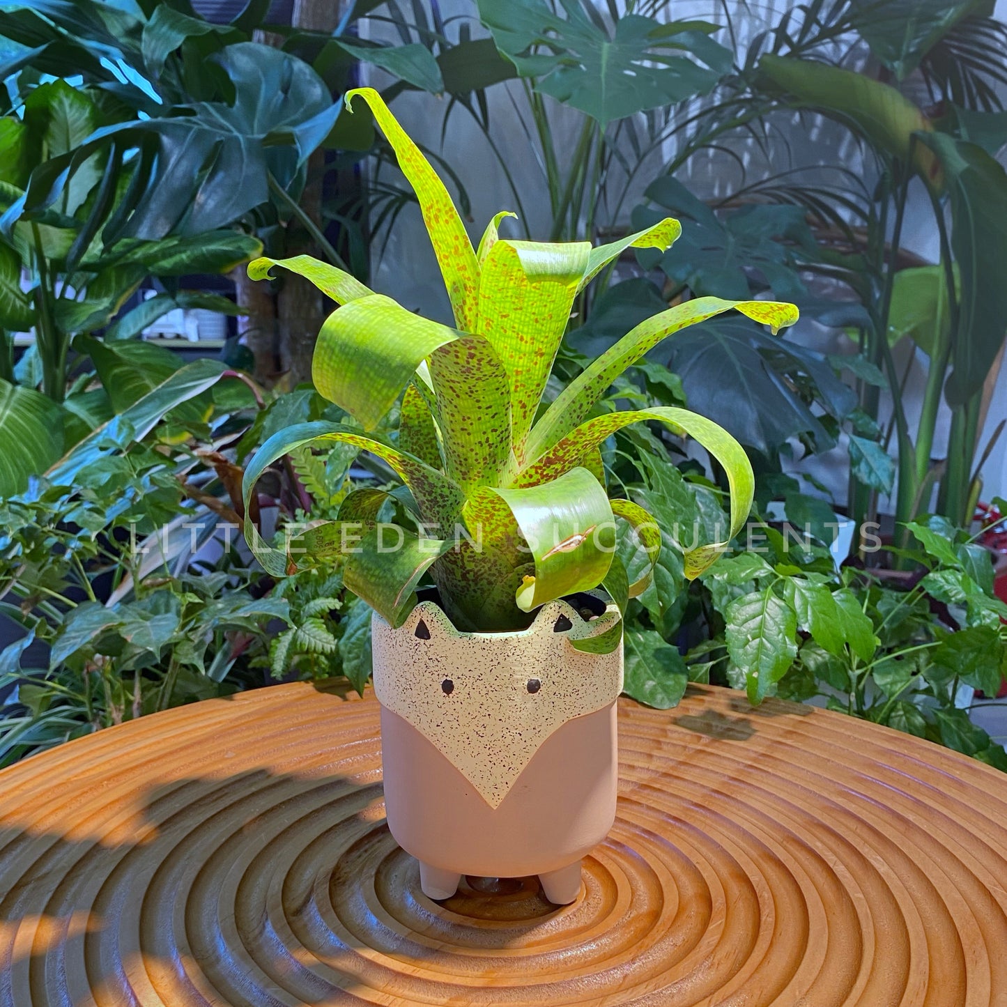 Bromeliad in Designer Animal Pot-Fox