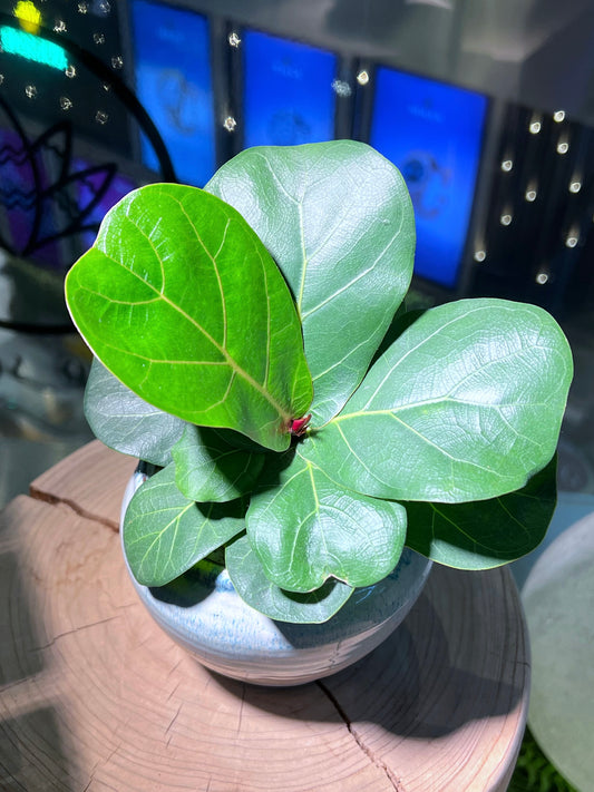 Fiddle-Leaf Fig (琴叶榕) in Sea Blue Ceramic Pot