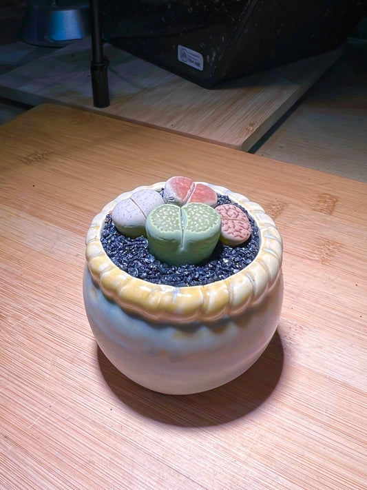 Lithops in Round Petal Edge Ceramic Pot