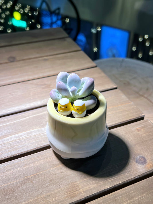 Pachyphytum Oviferum in Bicolor Ceramic Pot