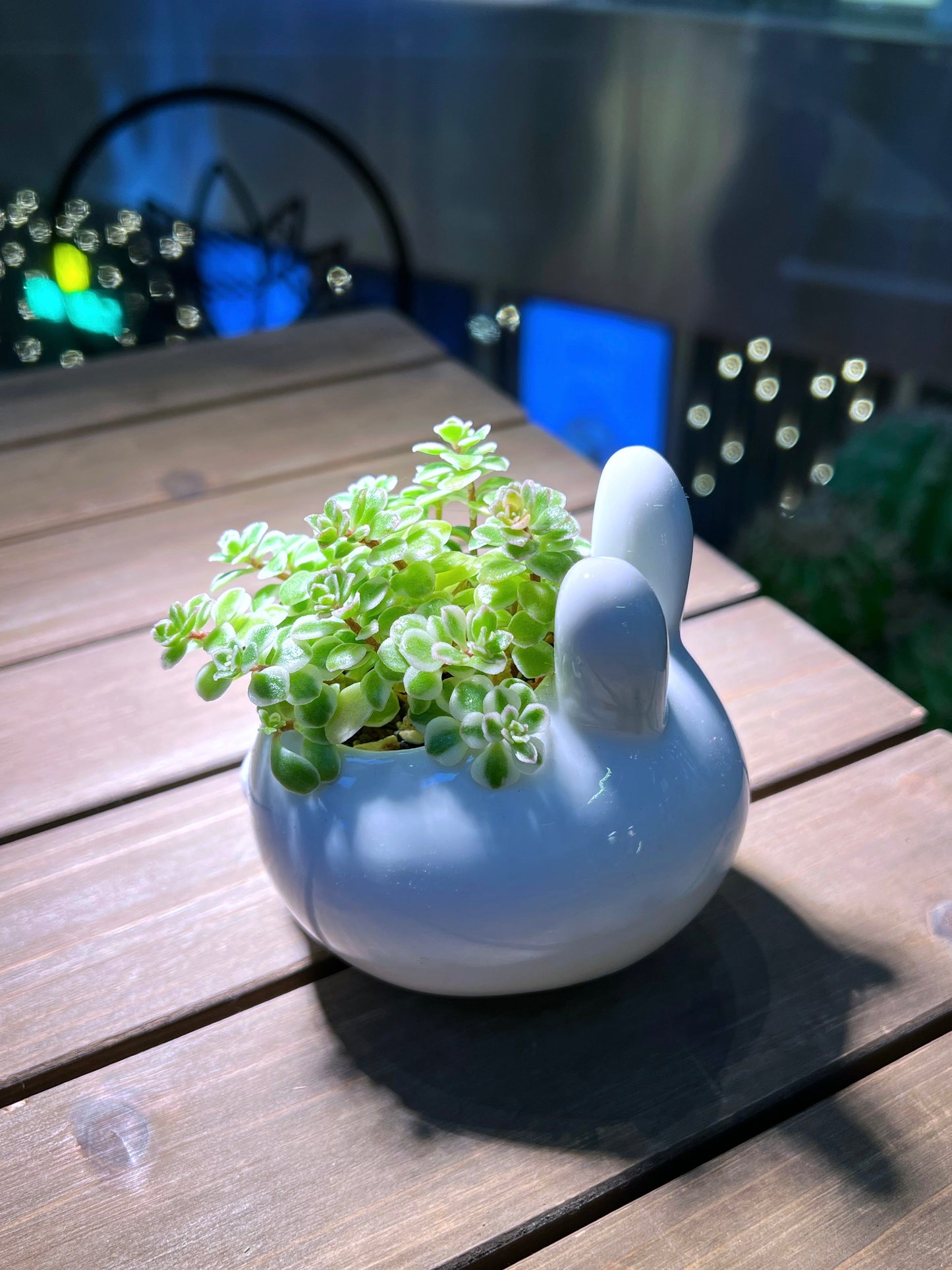 Sedum Makinoi in Cute Rabbit Pot