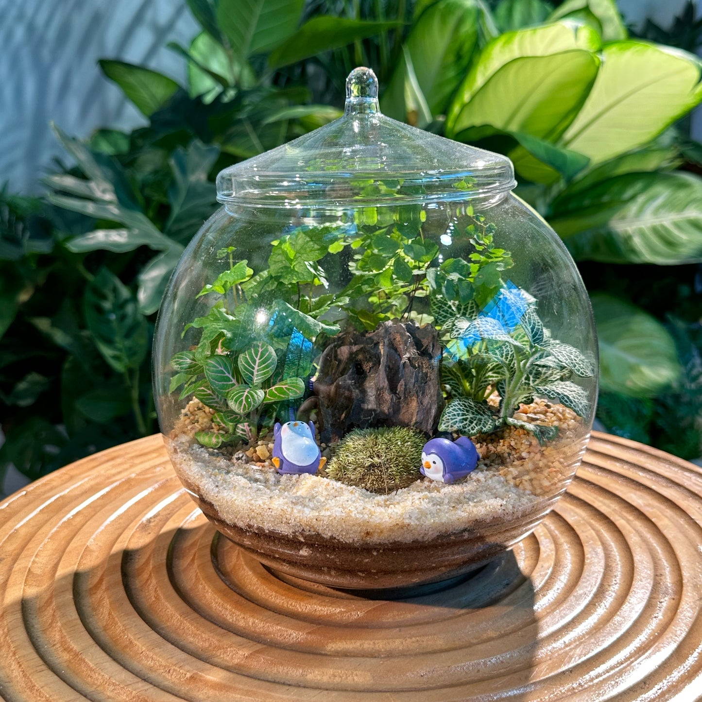 Fittonia and Fern in Round Glass Terrarium