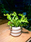 Bird Nest Fern in Three Layer Ceramic Pot