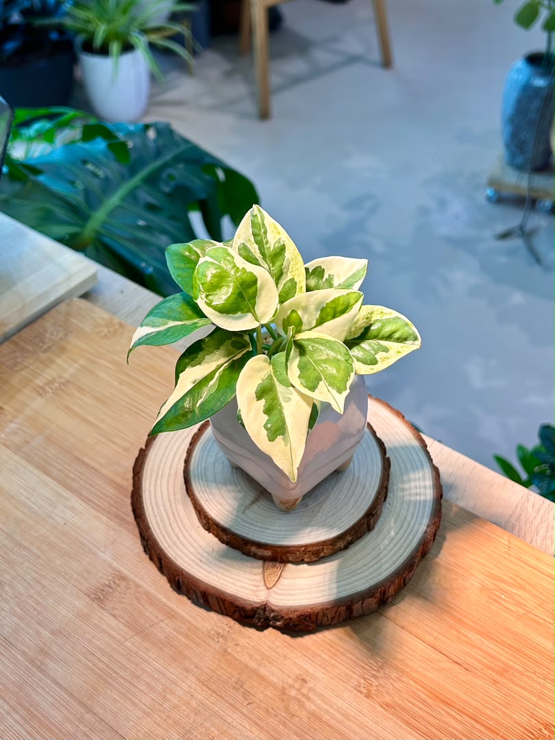Pearls and Jade Pothos (Indoor Plant) in Ceramic Pot