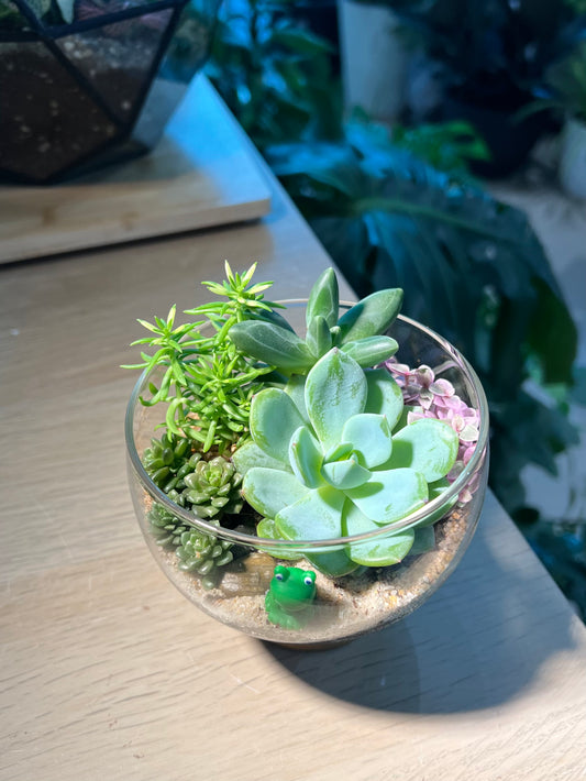 Succulent Arrangement in Round Bowl with Wooden Base Terrarium