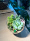 Succulent Arrangement in Round Bowl with Wooden Base Terrarium
