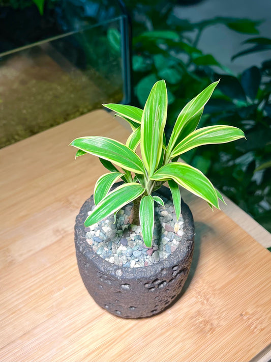 Cordyline in Matt Black Concrete Pot