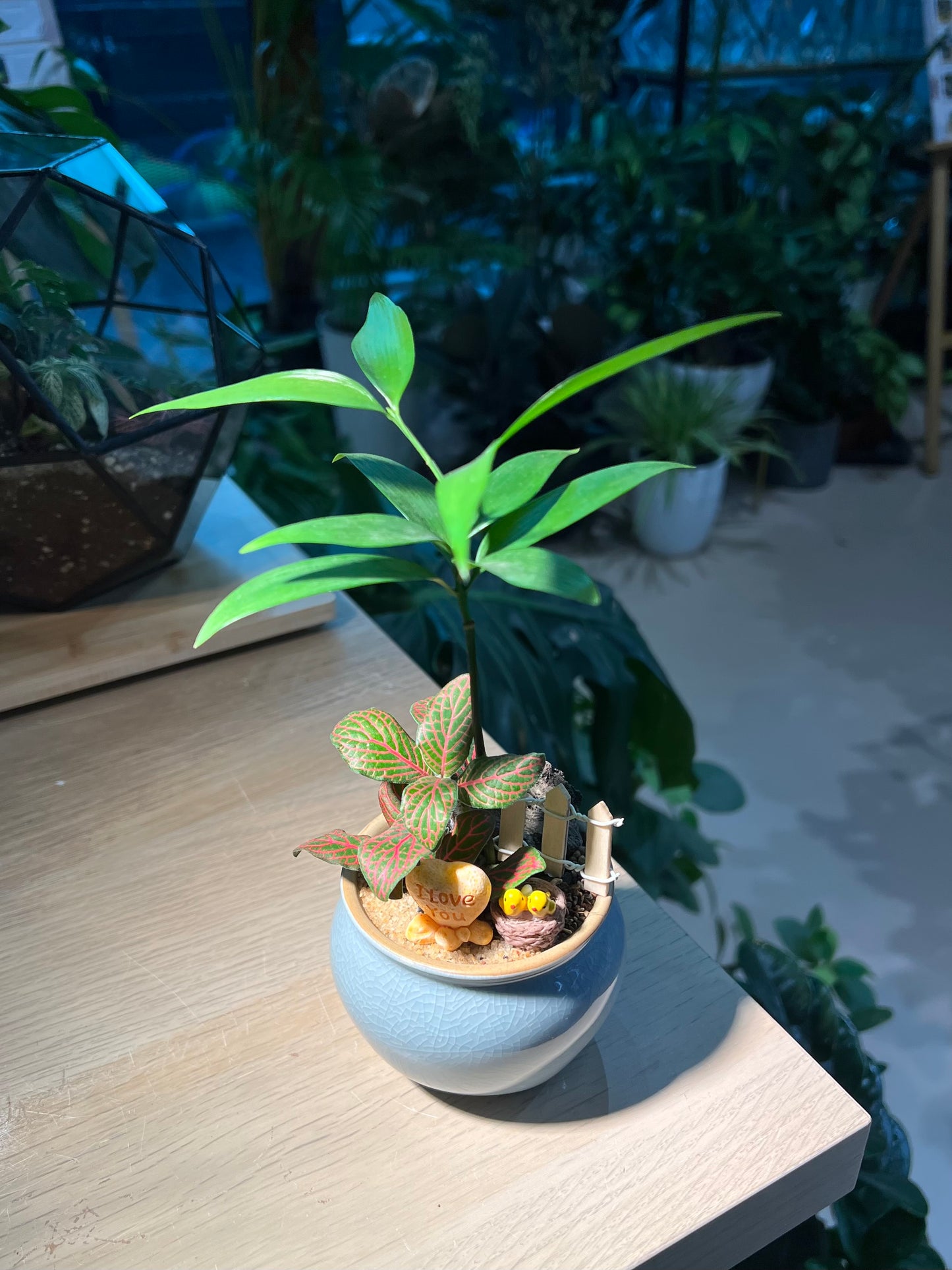 Fittonia and Nageia Nagi Arrangement in Sky Blue Ceramic Pot