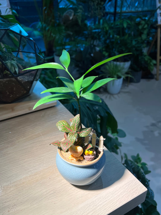 Fittonia and Nageia Nagi (Indoor Plant Bonsai) Arrangement in Sky Blue Ceramic Pot