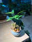 Fittonia and Nageia Nagi Arrangement in Sky Blue Ceramic Pot